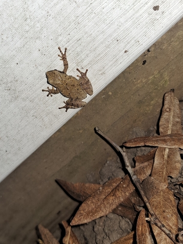 Spring Peeper