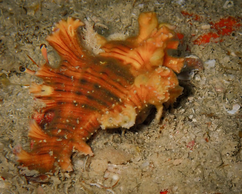 Chicoreus brunneus observed 2026-09-12