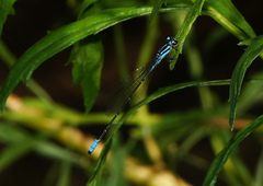 Acanthagrion quadratum