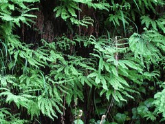 Adiantum aleuticum aleuticum