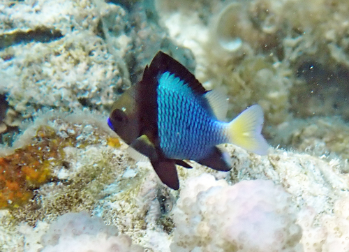 Dascyllus flavicaudus observed 2026-09-14