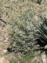 Parthenium incanum, photograph (c) CK2AZ, some rights reserved (CC BY)