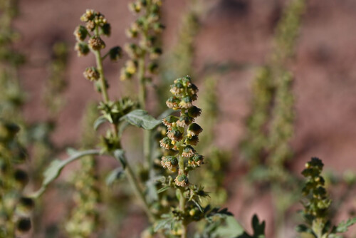 Ambrosia acanthicarpa, photograph 3