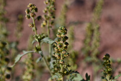 Ambrosia acanthicarpa, photograph (c) Anders Hastings, some rights reserved (CC BY)