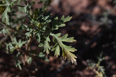 Ambrosia acanthicarpa, photograph (c) Anders Hastings, some rights reserved (CC BY)