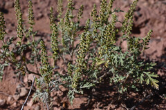 Ambrosia acanthicarpa, photograph (c) Anders Hastings, some rights reserved (CC BY)
