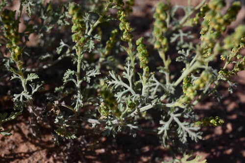 Ambrosia acanthicarpa, photograph 5