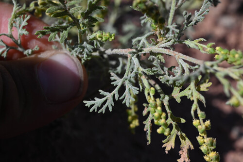 Ambrosia acanthicarpa