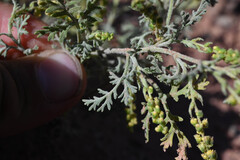 Ambrosia acanthicarpa