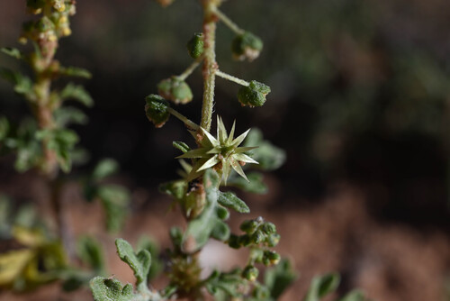 Ambrosia acanthicarpa, photograph 1