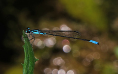 Acanthagrion quadratum
