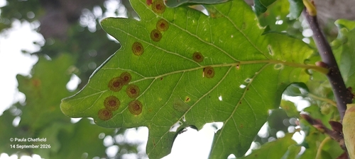 Common Spangle Gall Wasp