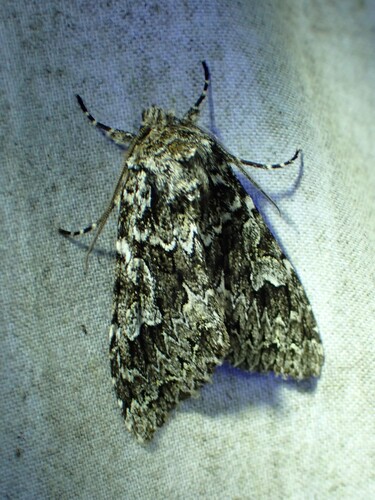Ashen-spotted Brocade