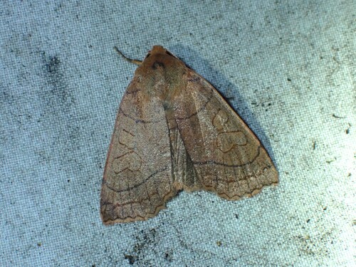 Unsated Sallow