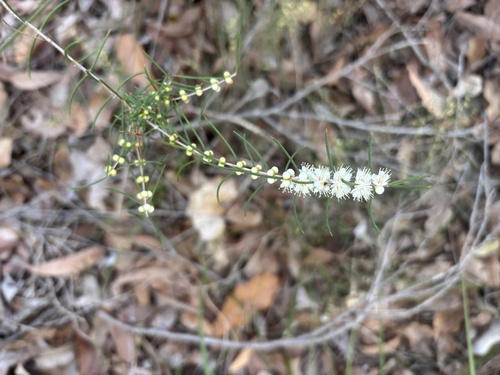 White Myrtle