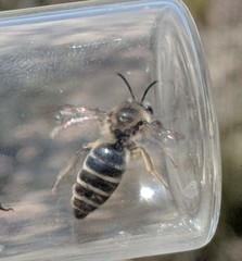 Colletes validus