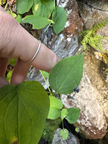 Mertensia paniculata