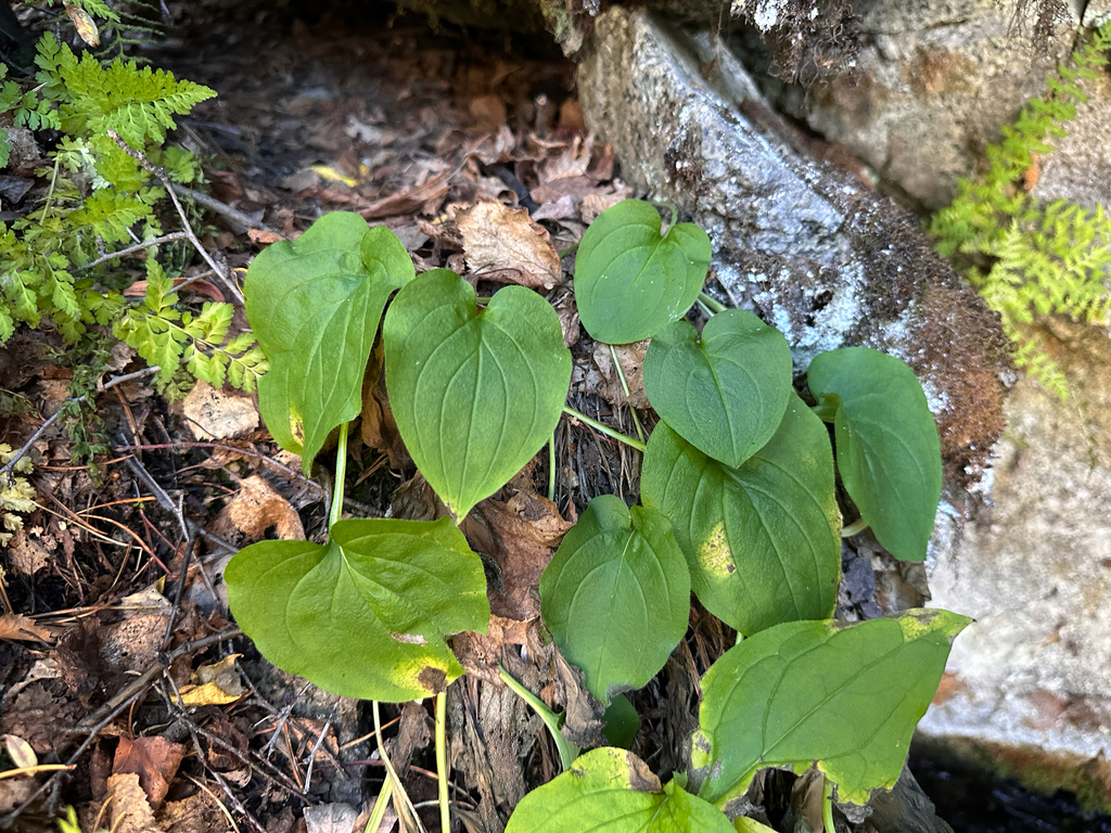 Mertensia paniculata; photograph (c) Allison Gray, some rights reserved (CC BY)