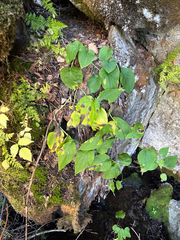 (c) Allison Gray, some rights reserved (CC BY) Mertensia paniculata, photograph (c) Allison Gray, some rights reserved (CC BY)