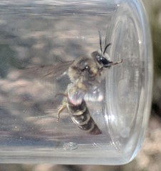 Colletes validus