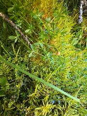 Galium trifidum