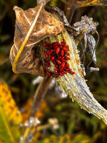 Large Milkweed Bug