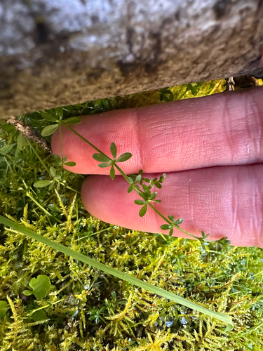 Galium trifidum, photograph 2