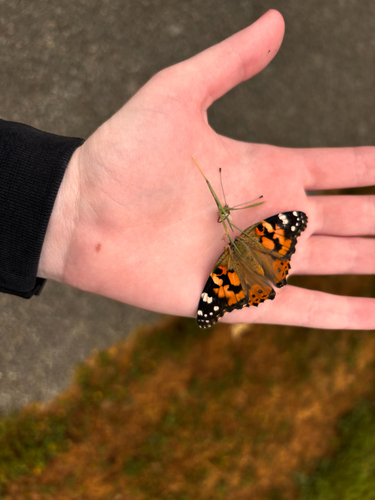 Painted Lady