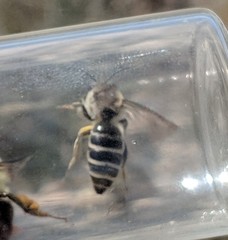 Colletes validus