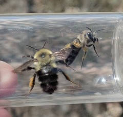 Colletes validus