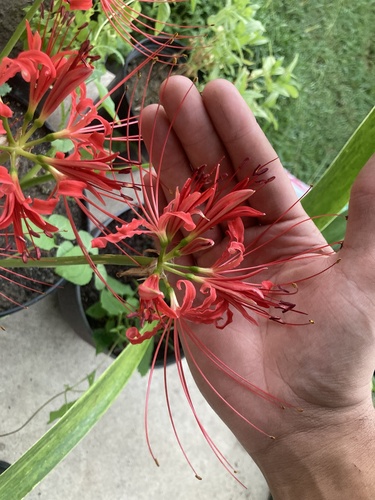red spider lily