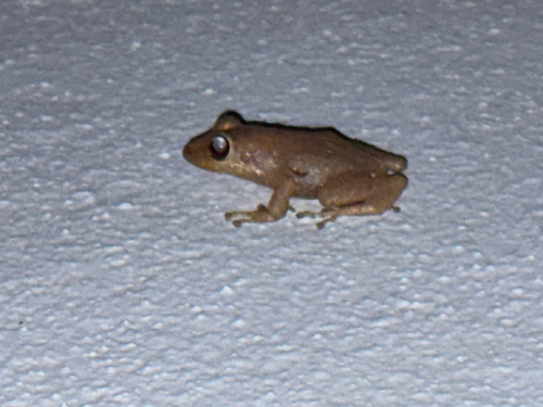 Common Coqui
