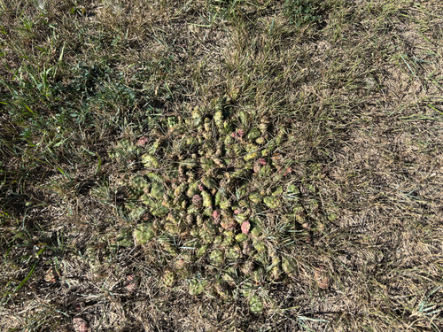 Brittle Pricklypear