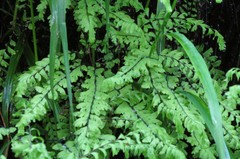 Adiantum aleuticum aleuticum