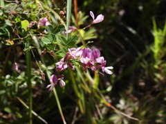 Lespedeza frutescens, photograph (c) geosesarma, some rights reserved (CC BY)