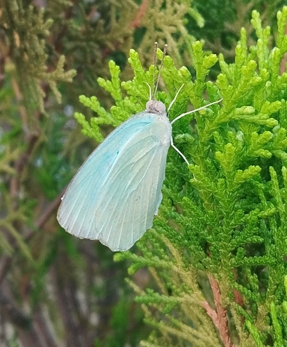 Mottled Emigrant