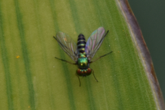 Diptera