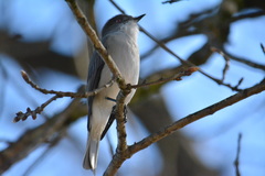 Pyrope pyrope pyrope