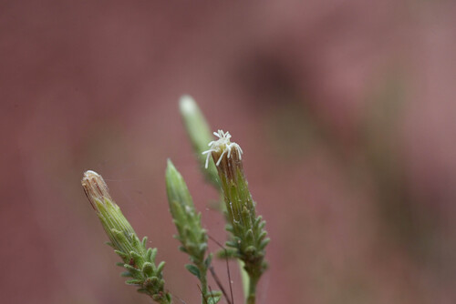Brickellia microphylla, 2026-09-13