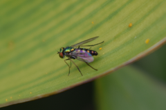 Diptera