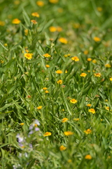 Pascalia glauca