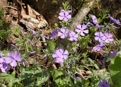Phlox divaricata divaricata