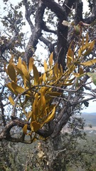 Phoradendron lanceolatum