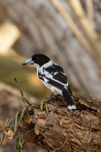 Cracticus mentalis, 2026-07-18