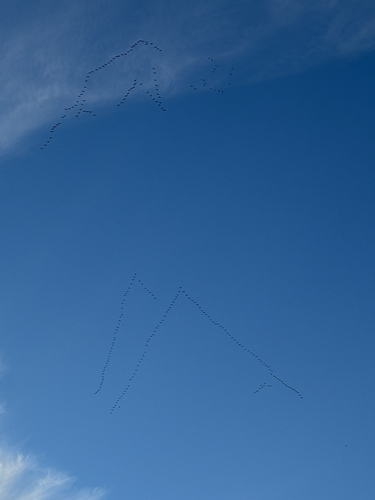 Sandhill Crane