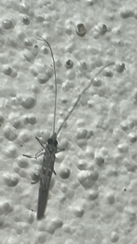 Marilia flexuosa