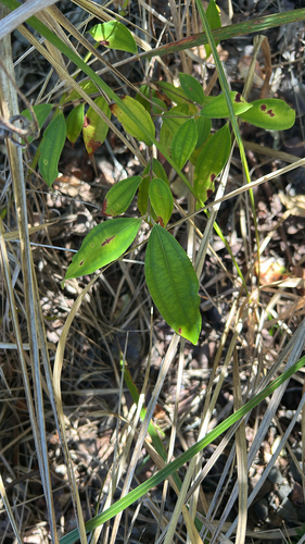 scrub turpentine
