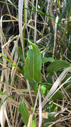 Austral Sarsaparilla