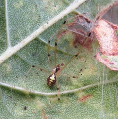 Theridion frizzellorum