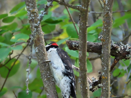 Downy Woodpecker